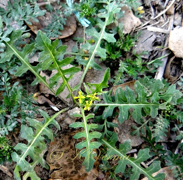  Leaves